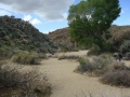 Joshua Tree NP